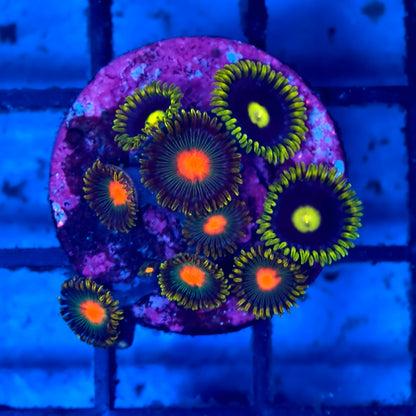 WYSIWYG Softies Frag Pack