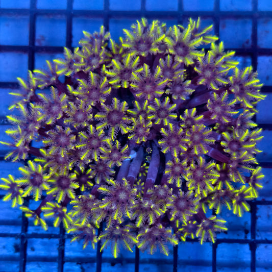 WYSIWYG Green Clove Polyps