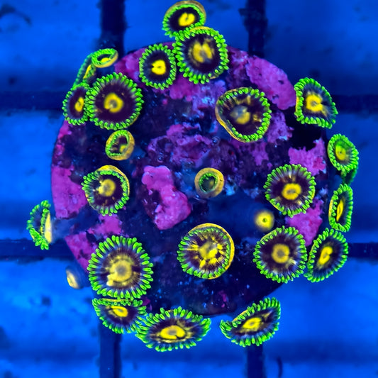 WYSIWYG Softies Frag Pack