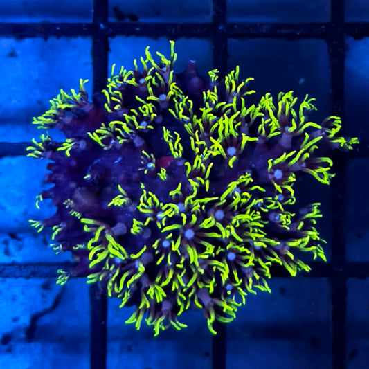 WYSIWYG Green Star Polyps