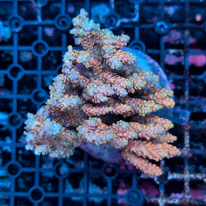 WYSIWYG Acropora sp. - A7