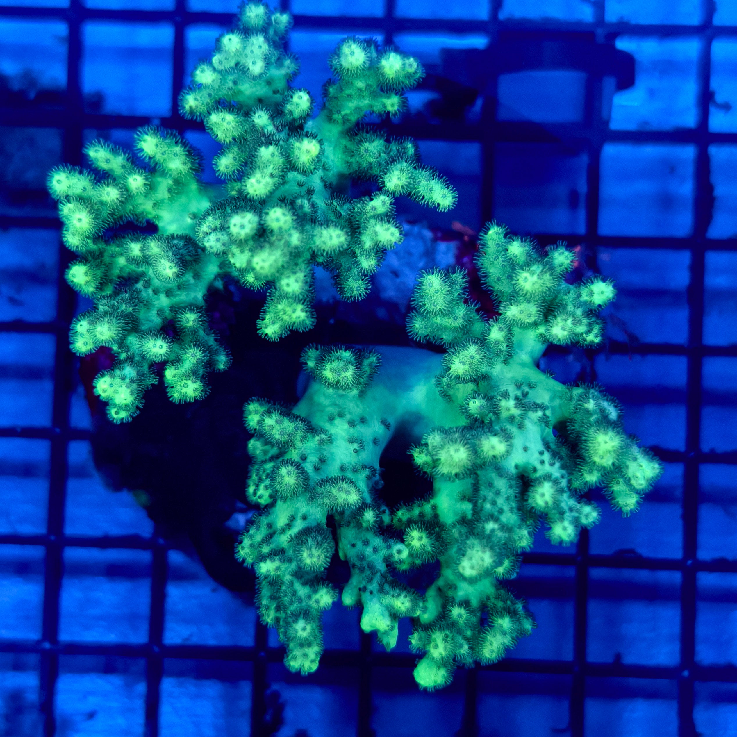 WYSIWYG C Neon Green Kenya Tree – Aquatica