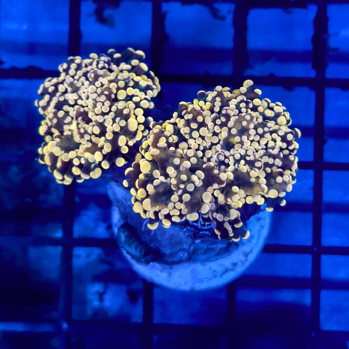 WYSIWYG Gold Frogspawn