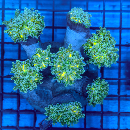 WYSIWYG Purple Tip Frogspawn