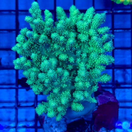 WYSIWYG C Neon Green Kenya Tree