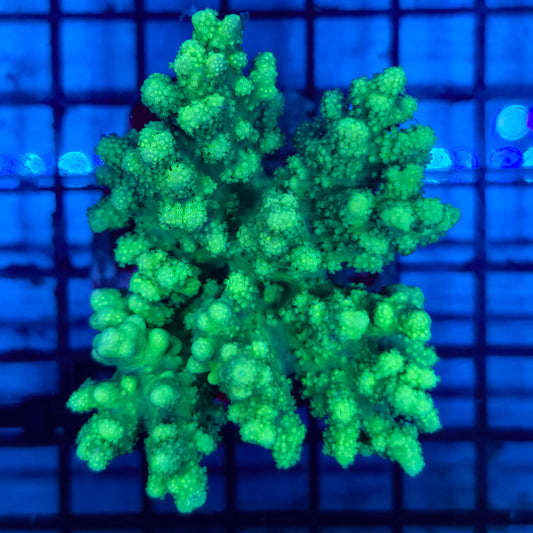 WYSIWYG C Neon Green Kenya Tree