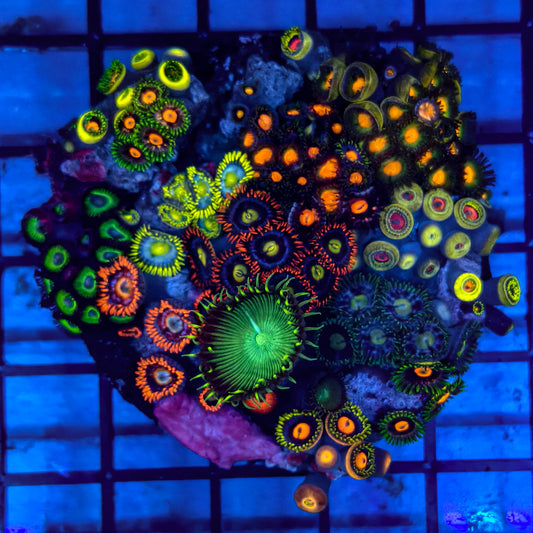WYSIWYG Zoanthid Polyps Colony