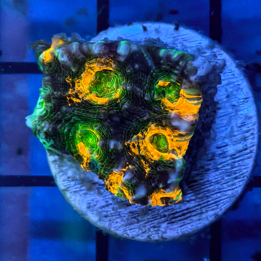 WYSIWG Neon Green & Orange Acan