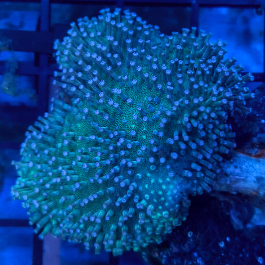 WYSIWYG Saluwesi Toadstool Leather Coral