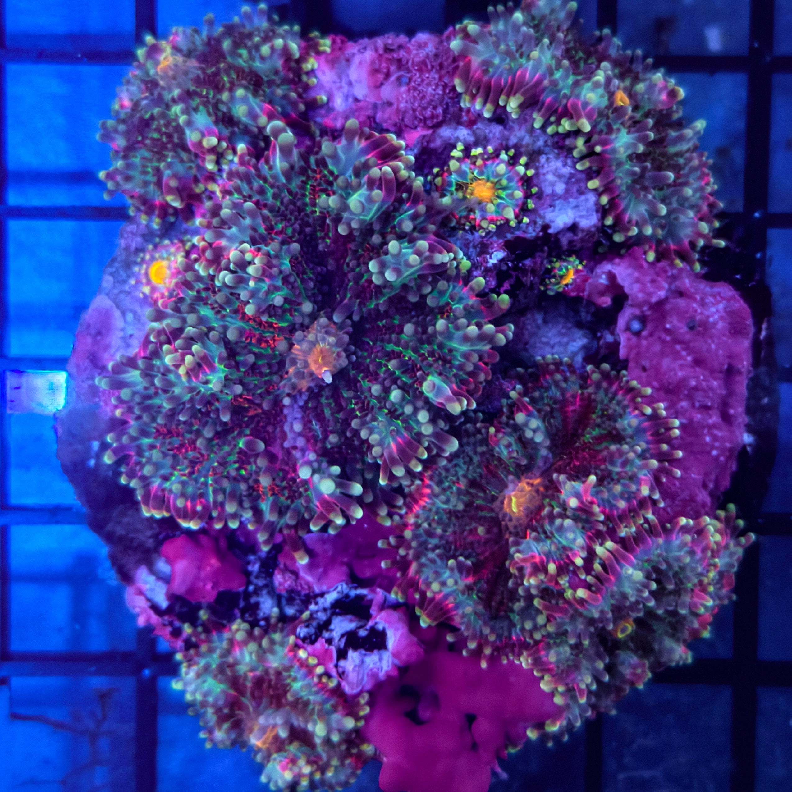 WYSIWYG Multicolor Ricordea Mushroom – Aquatica