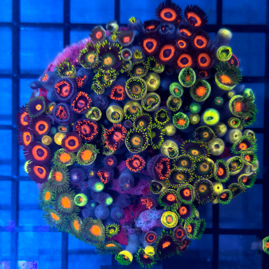 WYSIWYG Zoanthid Polyps Colony