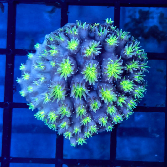 WYSIWYG Green Galaxea