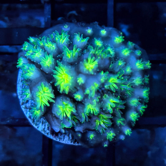 WYSIWYG Green Galaxea