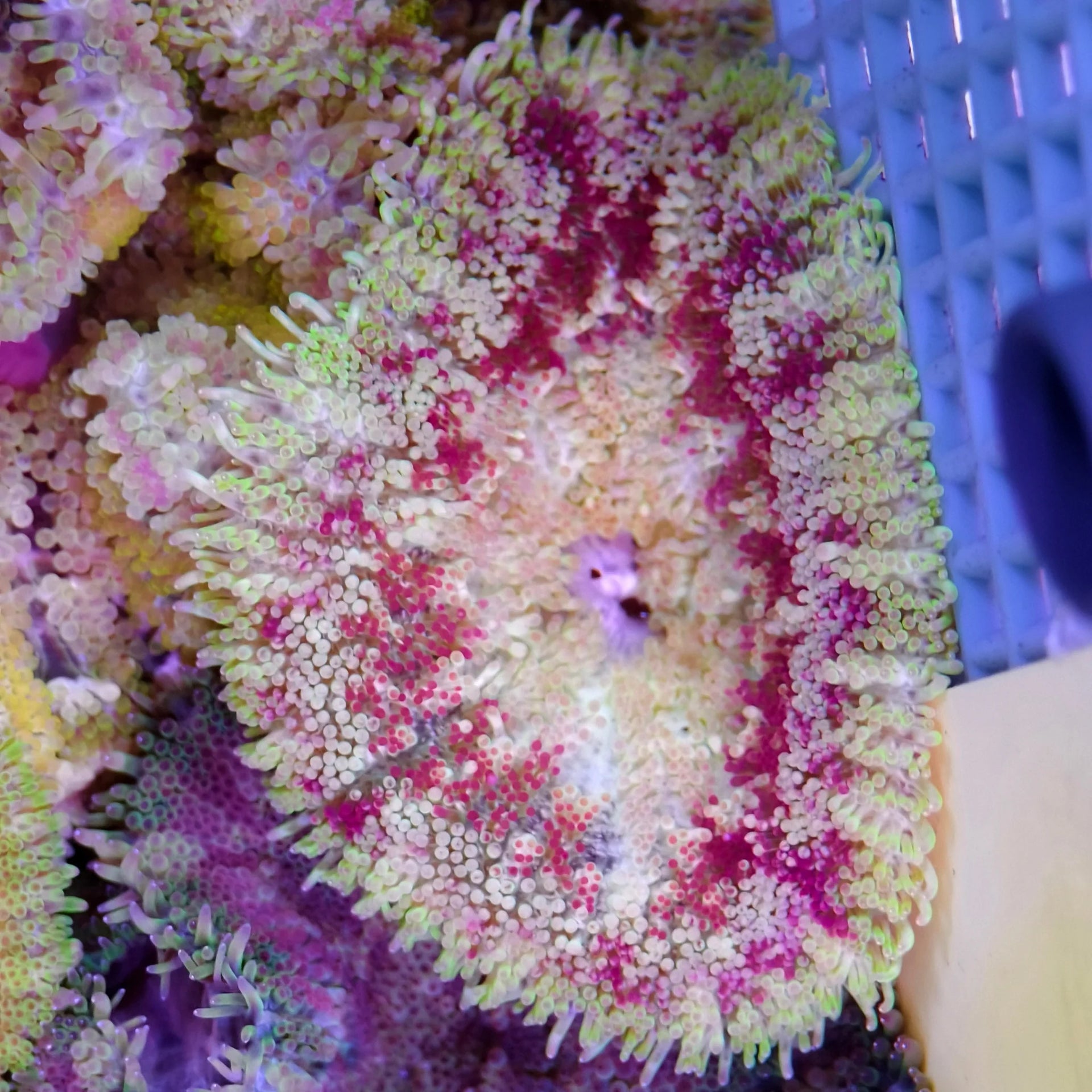 Maxi-Min Carpet Anemone - Cryptodendrum Sp. – Aquatica Maxi-Min Carpet Anemone - Cryptodendrum Sp. – Aquatica