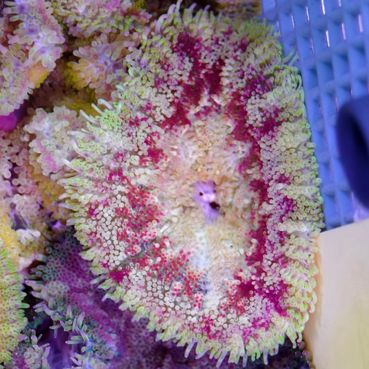 Maxi-Min Carpet Anemone - Cryptodendrum Sp.