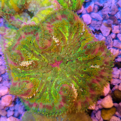 Maxi-Min Carpet Anemone - Cryptodendrum Sp.