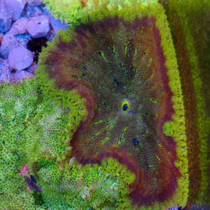 Maxi-Min Carpet Anemone - Cryptodendrum Sp.