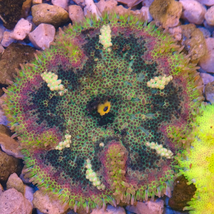 Maxi-Min Carpet Anemone - Cryptodendrum Sp.