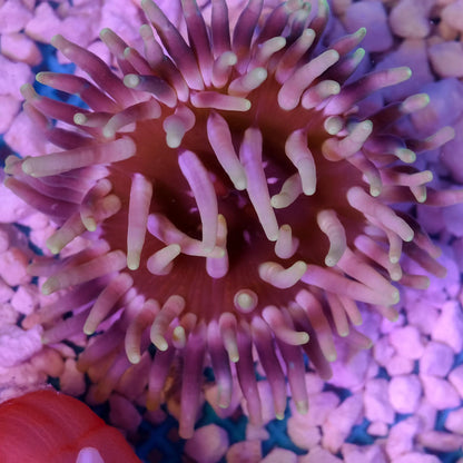 Long Tentacle Anemone - Macrodactyla Doreensis