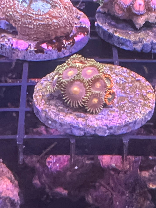 Green/Orange Zoanthid