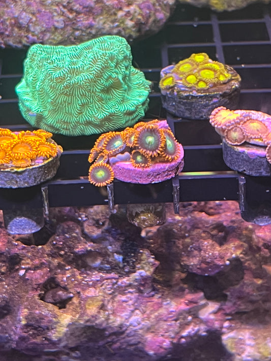 Zoanthid - Orange, green, yellow