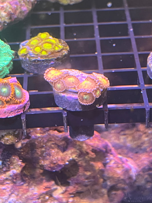 Lime/Yellow Zoanthid