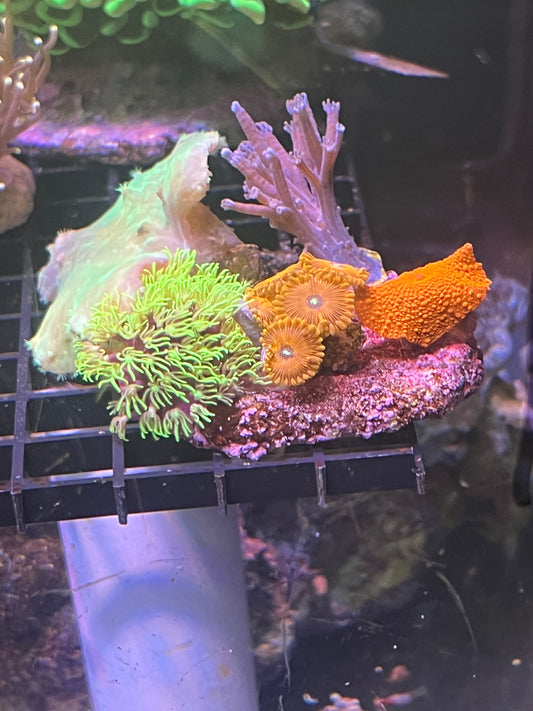 Coral Party Pack - Leather, mushroom, zoa, green star polyps