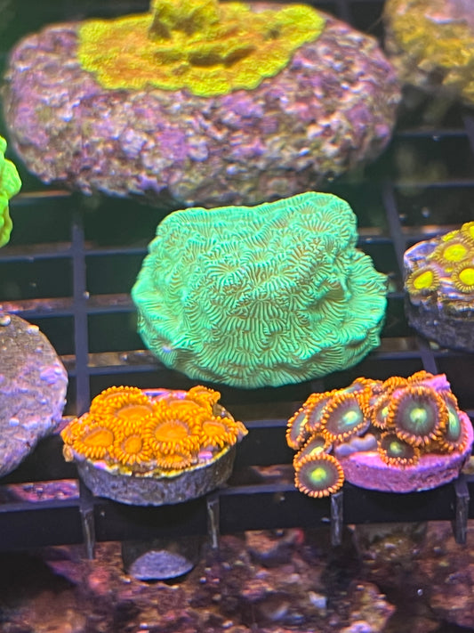 Green Lepto Coral
