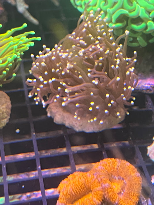 Gold Dragon Torch Coral