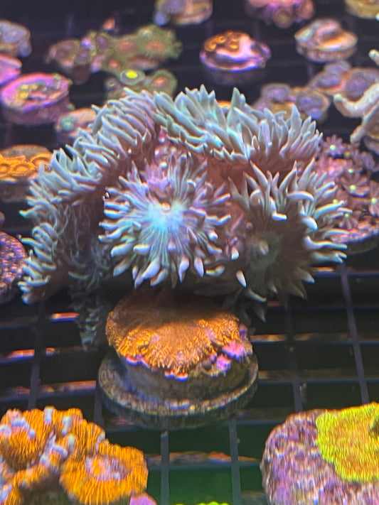 XL Duncan Coral