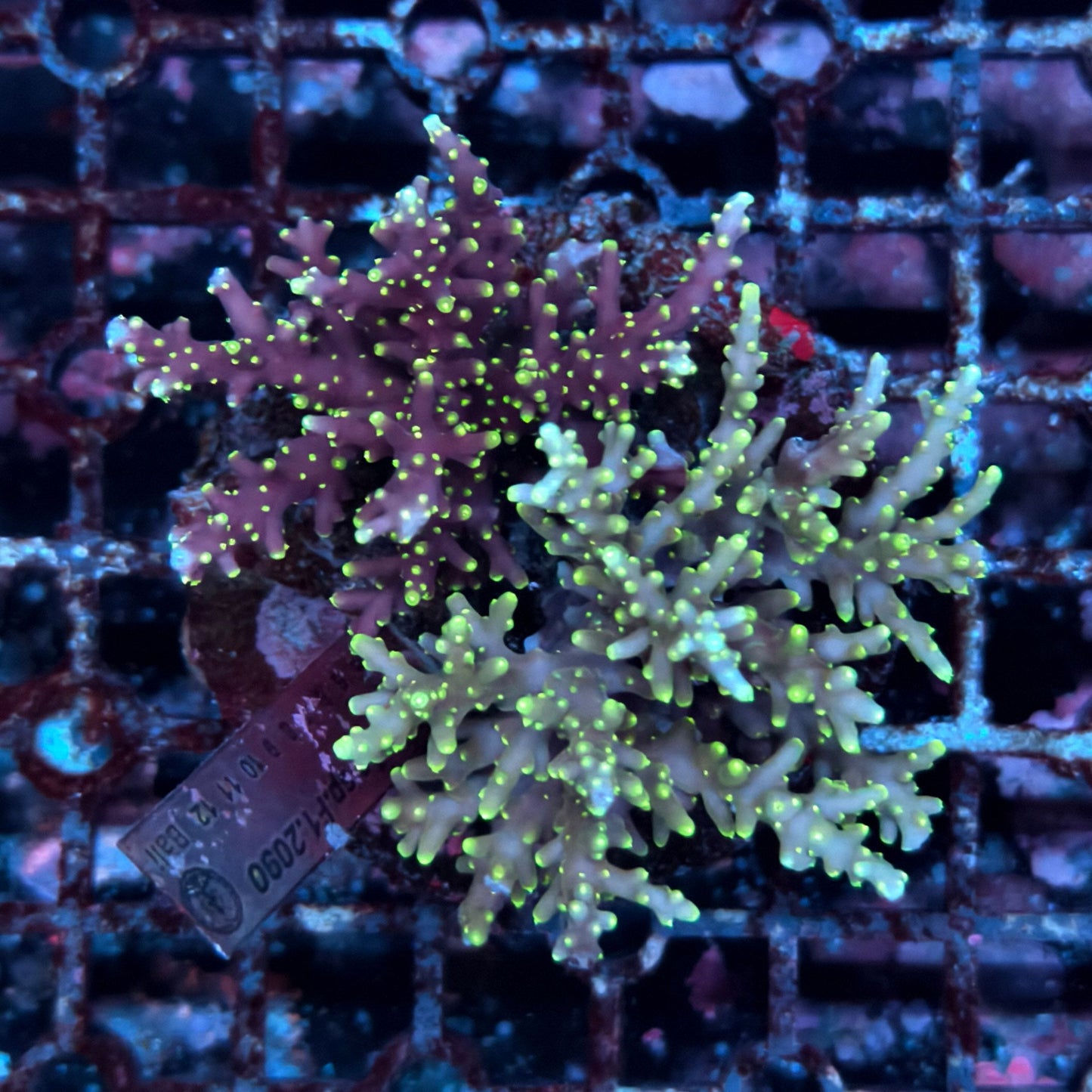 WYSIWYG Acropora sp. - A40